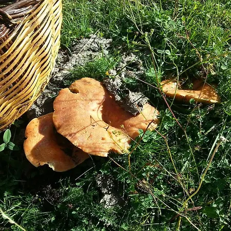 Buhardilla Pineta